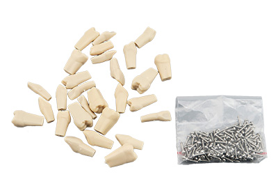 Permanent teeth - TM-D8