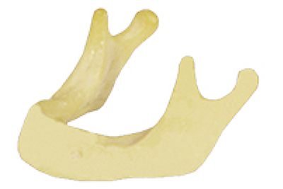 Anatomically Bone mandible - TM-T4