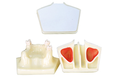 Sinus Lifting Model - TM-T5